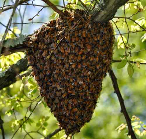 Bee swarm фото